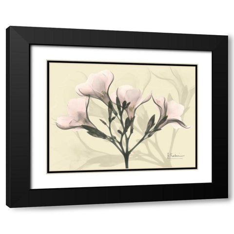 Oleander in Pink on Beige Black Modern Wood Framed Art Print with Double Matting by Koetsier, Albert