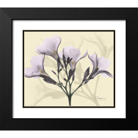 Oleander in Purple on Beige Black Modern Wood Framed Art Print with Double Matting by Koetsier, Albert