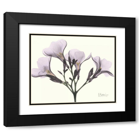 Oleander in Purple Black Modern Wood Framed Art Print with Double Matting by Koetsier, Albert