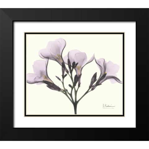 Oleander in Purple Black Modern Wood Framed Art Print with Double Matting by Koetsier, Albert
