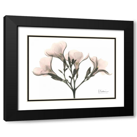 Oleander in Pink Black Modern Wood Framed Art Print with Double Matting by Koetsier, Albert