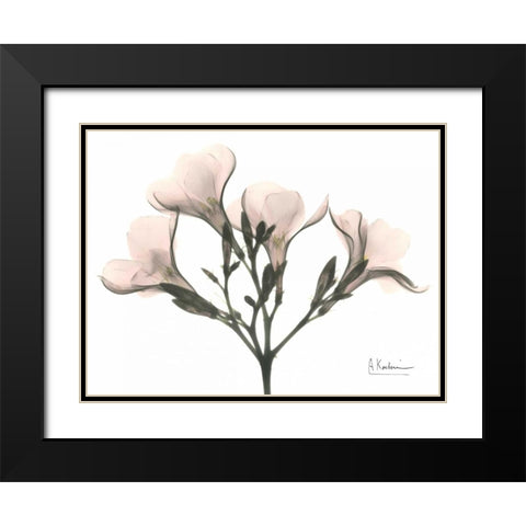 Oleander in Pink Black Modern Wood Framed Art Print with Double Matting by Koetsier, Albert