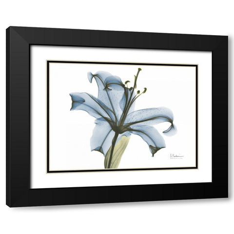 Lily in Pink on Blue Black Modern Wood Framed Art Print with Double Matting by Koetsier, Albert