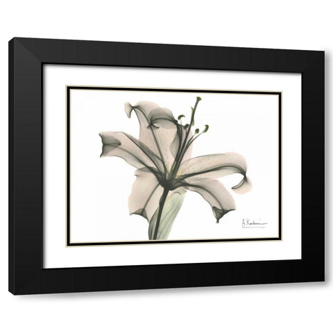 Lily in Pink Black Modern Wood Framed Art Print with Double Matting by Koetsier, Albert