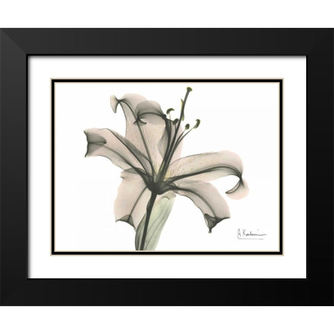 Lily in Pink Black Modern Wood Framed Art Print with Double Matting by Koetsier, Albert