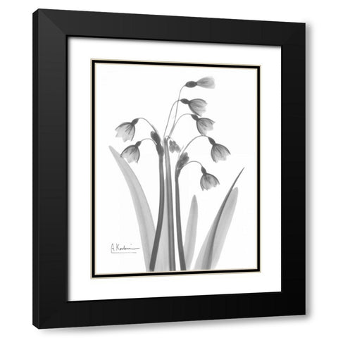 Snow Drop in BandW Black Modern Wood Framed Art Print with Double Matting by Koetsier, Albert