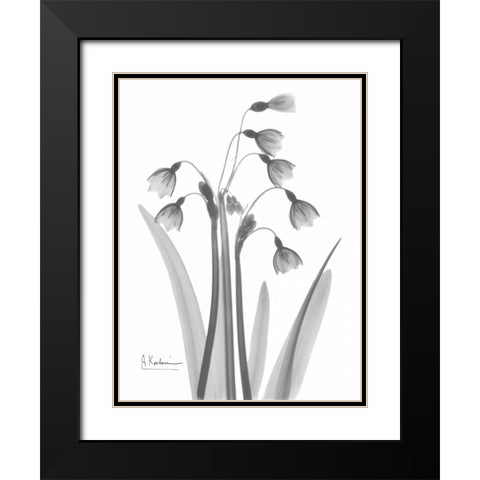 Snow Drop in BandW Black Modern Wood Framed Art Print with Double Matting by Koetsier, Albert