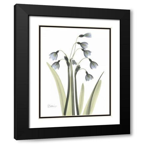 Snow Drop in Color Black Modern Wood Framed Art Print with Double Matting by Koetsier, Albert