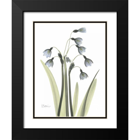 Snow Drop in Color Black Modern Wood Framed Art Print with Double Matting by Koetsier, Albert