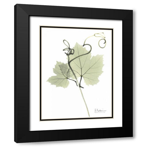 Grape Vine in Pale Green Black Modern Wood Framed Art Print with Double Matting by Koetsier, Albert