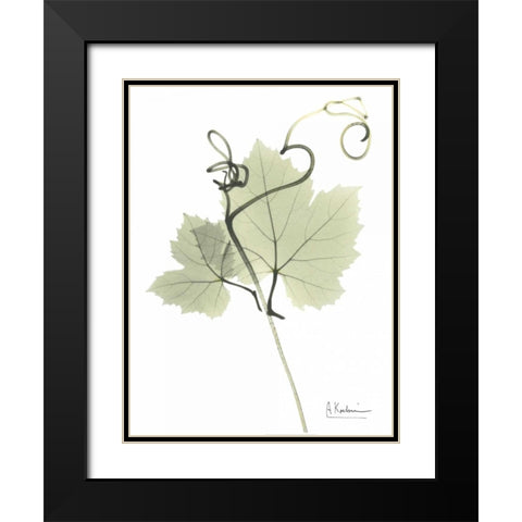 Grape Vine in Pale Green Black Modern Wood Framed Art Print with Double Matting by Koetsier, Albert