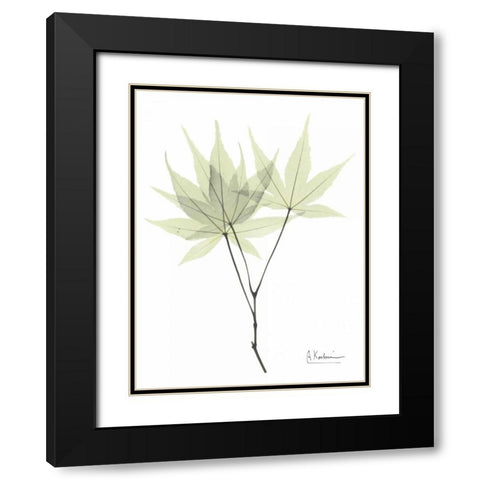 Japanese Maple in Pale Green Black Modern Wood Framed Art Print with Double Matting by Koetsier, Albert