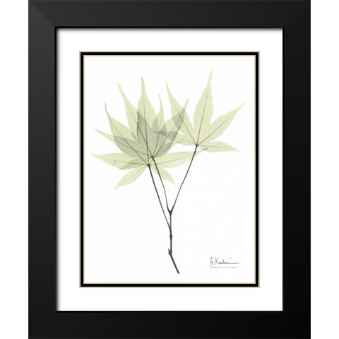 Japanese Maple in Pale Green Black Modern Wood Framed Art Print with Double Matting by Koetsier, Albert