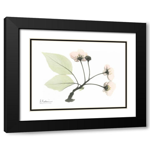 Wild Cherry Black Modern Wood Framed Art Print with Double Matting by Koetsier, Albert