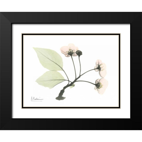 Wild Cherry Black Modern Wood Framed Art Print with Double Matting by Koetsier, Albert