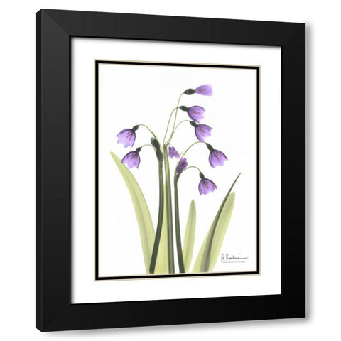 Snow Drop in Full Bloom Black Modern Wood Framed Art Print with Double Matting by Koetsier, Albert