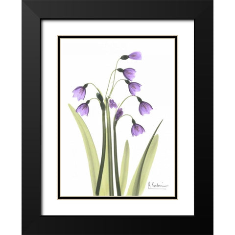 Snow Drop in Full Bloom Black Modern Wood Framed Art Print with Double Matting by Koetsier, Albert