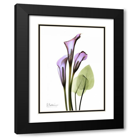 Calla Lily in Full Bloom Black Modern Wood Framed Art Print with Double Matting by Koetsier, Albert