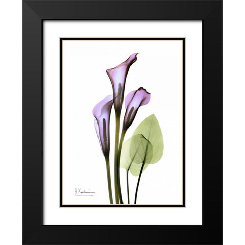 Calla Lily in Full Bloom Black Modern Wood Framed Art Print with Double Matting by Koetsier, Albert