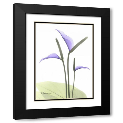 Flamingo Plant in Full Bloom Black Modern Wood Framed Art Print with Double Matting by Koetsier, Albert