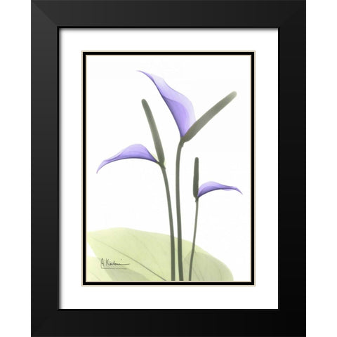 Flamingo Plant in Full Bloom Black Modern Wood Framed Art Print with Double Matting by Koetsier, Albert