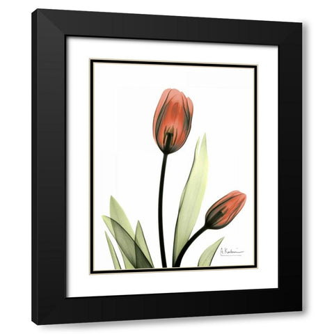 Red Tulips Black Modern Wood Framed Art Print with Double Matting by Koetsier, Albert