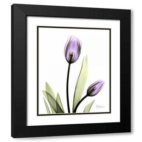 Tulip in Full Bloom Black Modern Wood Framed Art Print with Double Matting by Koetsier, Albert