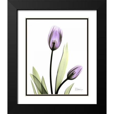 Tulip in Full Bloom Black Modern Wood Framed Art Print with Double Matting by Koetsier, Albert