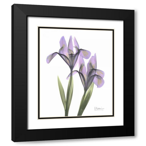 Purple Iris Black Modern Wood Framed Art Print with Double Matting by Koetsier, Albert