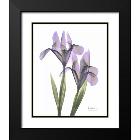 Purple Iris Black Modern Wood Framed Art Print with Double Matting by Koetsier, Albert