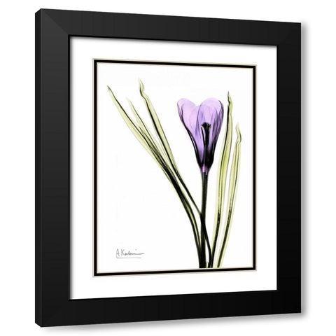 Purple Crocus Black Modern Wood Framed Art Print with Double Matting by Koetsier, Albert