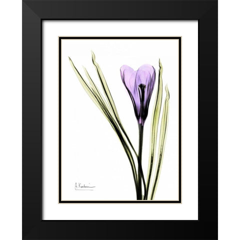 Purple Crocus Black Modern Wood Framed Art Print with Double Matting by Koetsier, Albert