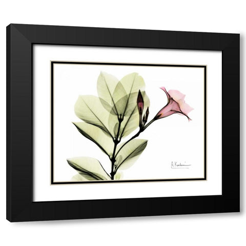 Pink Mandelila Black Modern Wood Framed Art Print with Double Matting by Koetsier, Albert