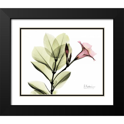 Pink Mandelila Black Modern Wood Framed Art Print with Double Matting by Koetsier, Albert