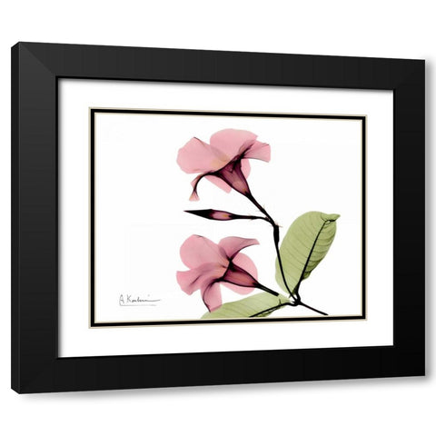 Pink Mandelila Bunch Black Modern Wood Framed Art Print with Double Matting by Koetsier, Albert