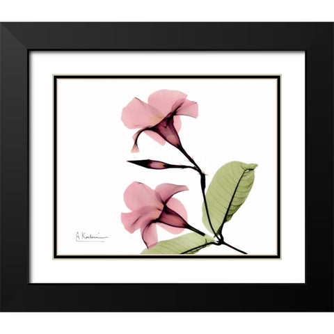 Pink Mandelila Bunch Black Modern Wood Framed Art Print with Double Matting by Koetsier, Albert