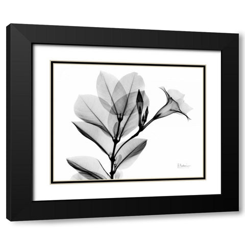 Mandelilla L265 Black Modern Wood Framed Art Print with Double Matting by Koetsier, Albert