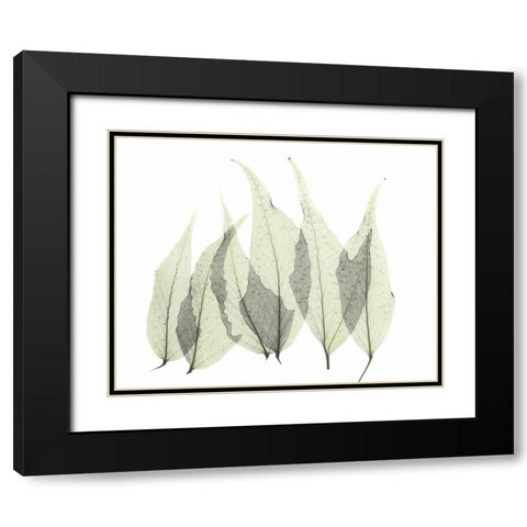 Japanese Fern in Green Black Modern Wood Framed Art Print with Double Matting by Koetsier, Albert