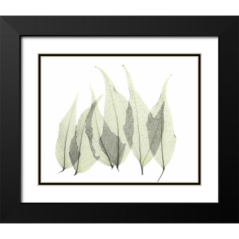 Japanese Fern in Green Black Modern Wood Framed Art Print with Double Matting by Koetsier, Albert