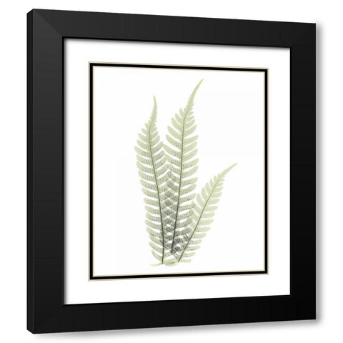 Tree Fern in Green Black Modern Wood Framed Art Print with Double Matting by Koetsier, Albert