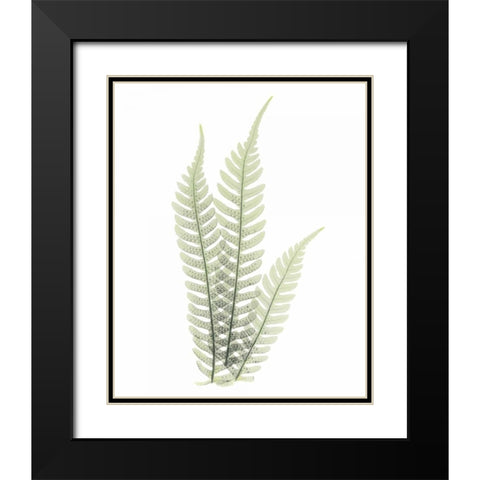 Tree Fern in Green Black Modern Wood Framed Art Print with Double Matting by Koetsier, Albert