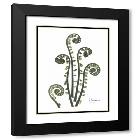 Fiddle Fern in Green Black Modern Wood Framed Art Print with Double Matting by Koetsier, Albert