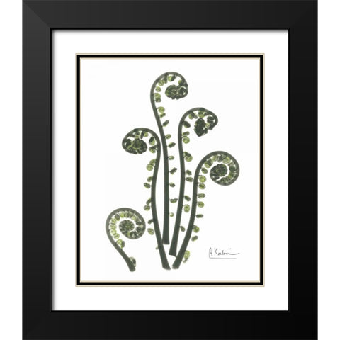 Fiddle Fern in Green Black Modern Wood Framed Art Print with Double Matting by Koetsier, Albert