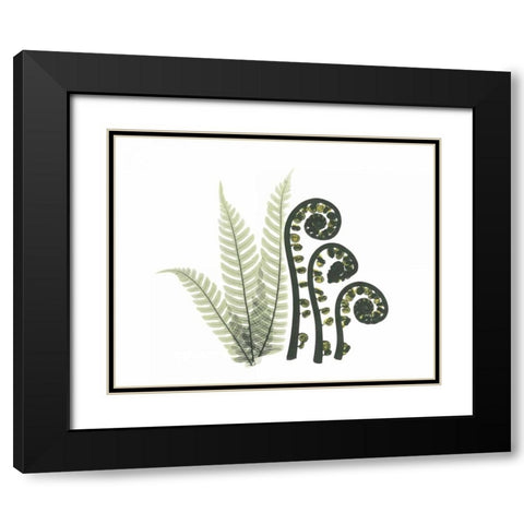 Tree and Fiddle Fern in Green Black Modern Wood Framed Art Print with Double Matting by Koetsier, Albert