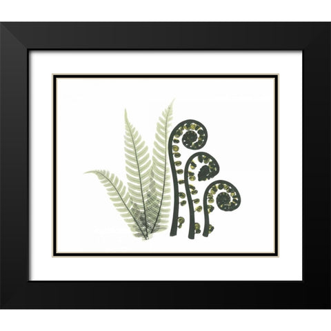 Tree and Fiddle Fern in Green Black Modern Wood Framed Art Print with Double Matting by Koetsier, Albert