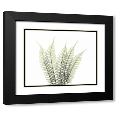 Tree Fern in Green 2 Black Modern Wood Framed Art Print with Double Matting by Koetsier, Albert