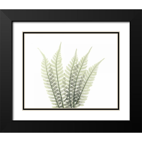 Tree Fern in Green 2 Black Modern Wood Framed Art Print with Double Matting by Koetsier, Albert