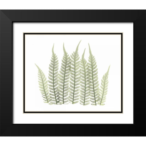 Tree Fern in Green 3 Black Modern Wood Framed Art Print with Double Matting by Koetsier, Albert