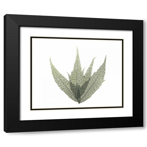 Japanese Fern in Green 2 Black Modern Wood Framed Art Print with Double Matting by Koetsier, Albert