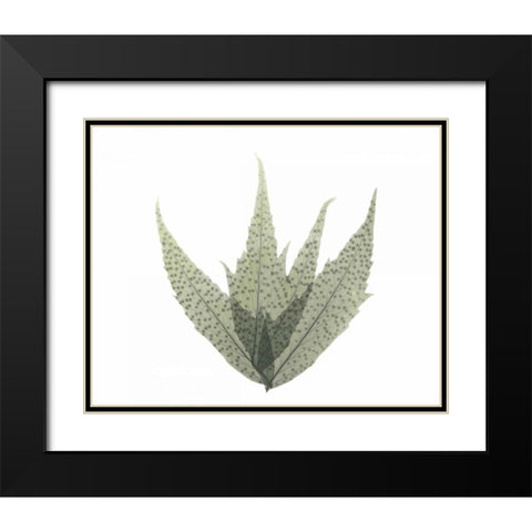 Japanese Fern in Green 2 Black Modern Wood Framed Art Print with Double Matting by Koetsier, Albert